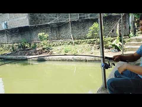 BOS DONGO DAN DIMAS PARJO BELAJAR MANCING