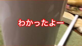 高級なこたつ作ります！！！