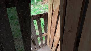 olha o tamanho dessa aranha #shorts