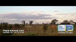 Free Range Egg Ad - Nothing to Hide II