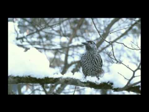 la mia terra la mia gente trailer