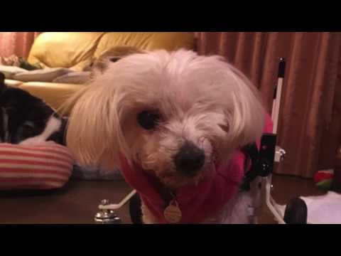 ななねちゃん　４輪の犬用車椅子に乗る　マルチーズミックス