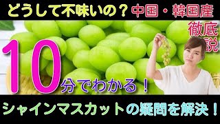 １０分でわかる！シャインマスカットの誕生から中国のパクリ事件まで！徹底解説！