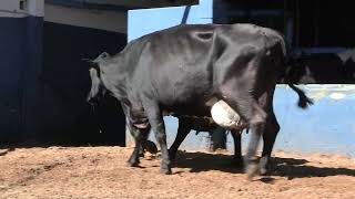 Vídeo 204 - 1ª ETAPA MEGA LIQUIDAÇÃO TOTAL AGROPECUÁRIA MARAJOARA - DIA 4 | GADO GIROLANDO E HOLANDÊS