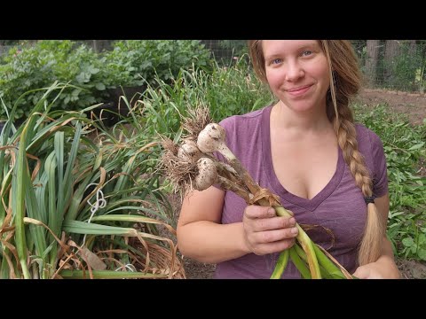 Garlic Harvest 2023