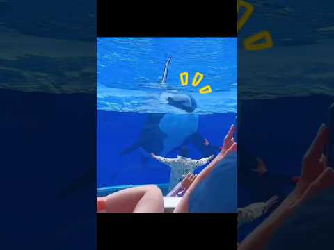 Paus Orca Ini Gelisah Mengira Dirinya Sedang Sakit 😱