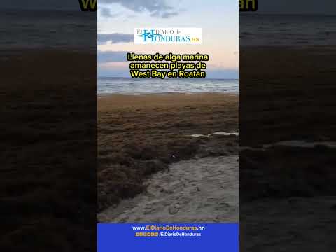 Hermosa playa de West Bay en Roatán, Islas de la Bahía🇭🇳, amanece con alga marina