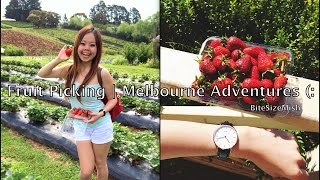 preview picture of video 'Fruit Picking | Melbourne Adventures ❤'