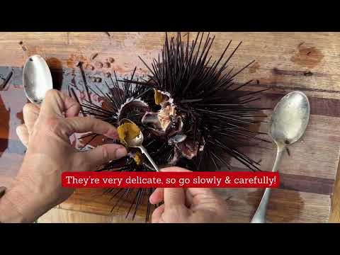 How To Harvest & Prepare Sea Urchins