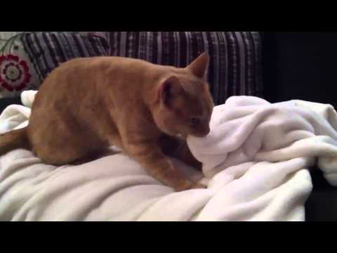 Cat nurses blanket