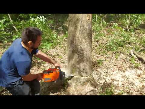 Husqvarna 572 xp from ash wood. Demolition and sectioning.