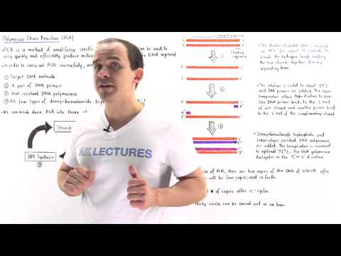 Polymerase Chain Reaction (PCR)