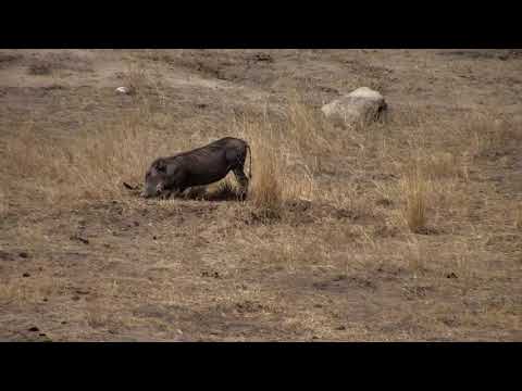 Djuma: Warthog family of two - 14:25 - 10/16/18