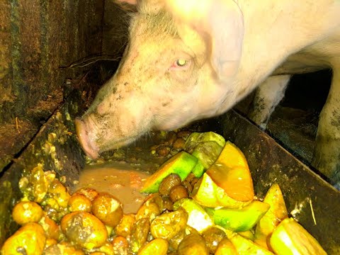 New year pig eats slop /cerdo/ Новый год свинья ест пищу / csámcsog / ASMR muching / mascar / жевать