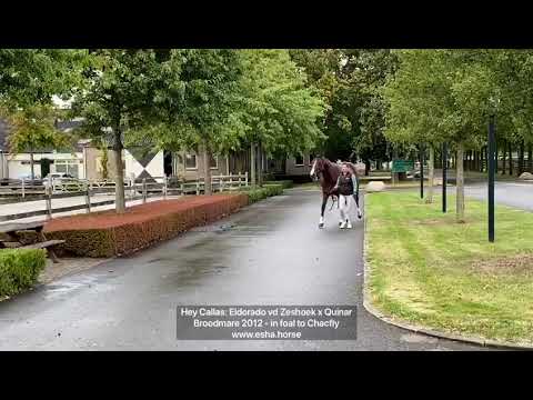 Hey Callas: Eldorado van de Zeshoek x Quinar