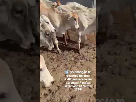 80 Bezerros Nelores: 2.400 reais cada em Coremas/ Paraíba. Whatsapp 84 99810 2784*#gado #boi