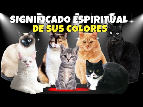 La ESPIRITUALIDAD  de los GATOS y el Significado de sus COLORES