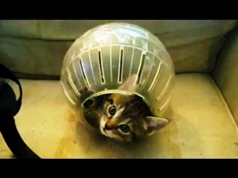Cats vs. Hamster Balls
