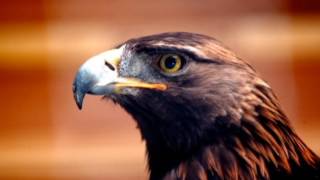 Golden Eagle named Oliver