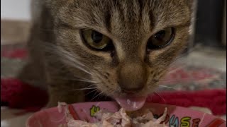 A cute kitty eating food 🥰🫠 || Cats story✨