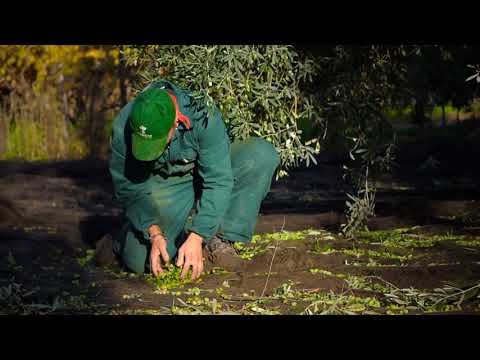 Olio Guglielmi | Raccolta 2017