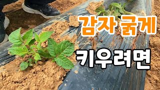 감자 싹 잘라주면 효과?