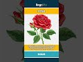 rose - a beautiful flower that comes... video thumbnail