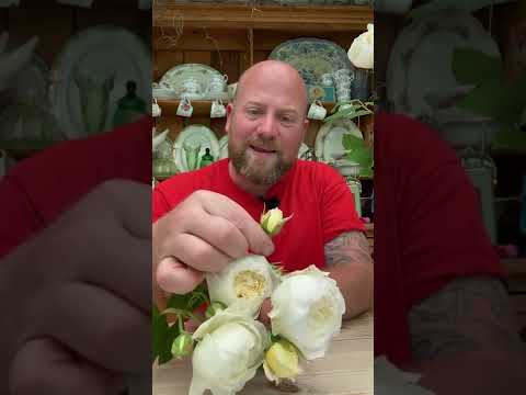 Claire austin from @david_austin_roses #gardenerben