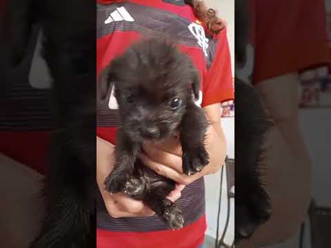 Vídeo de Sem nome