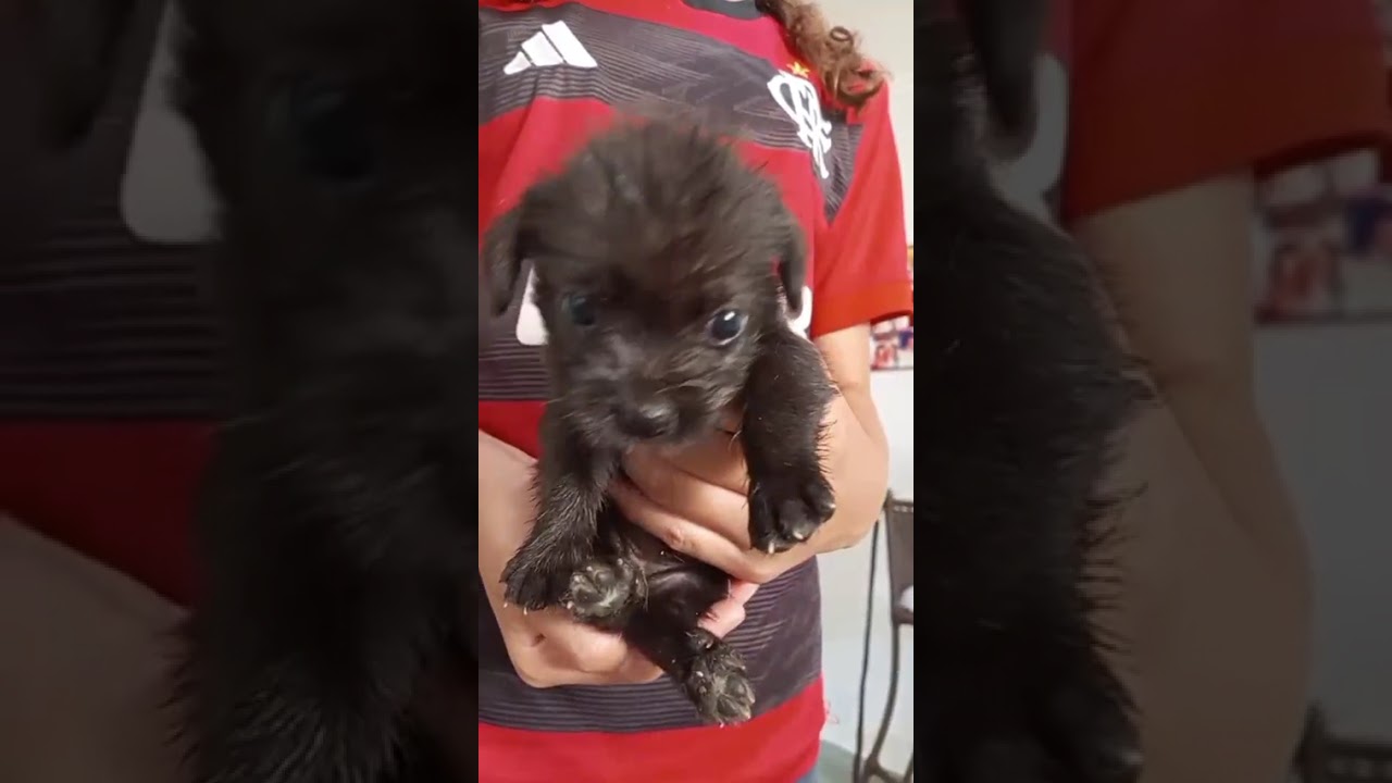 Cachorro raça SRD-ViraLata idade Abaixo de 2 meses nome Sem nome