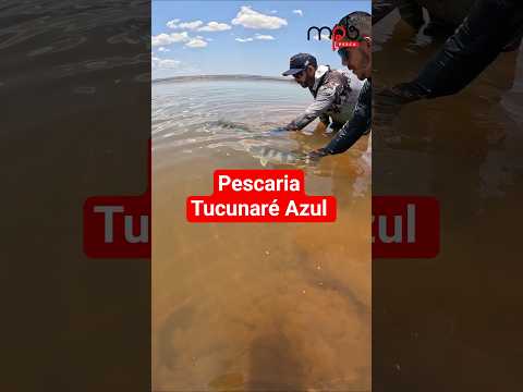 Tucunaré Azul na Represa de Três Marias MG #pescaria #tucunare #represa