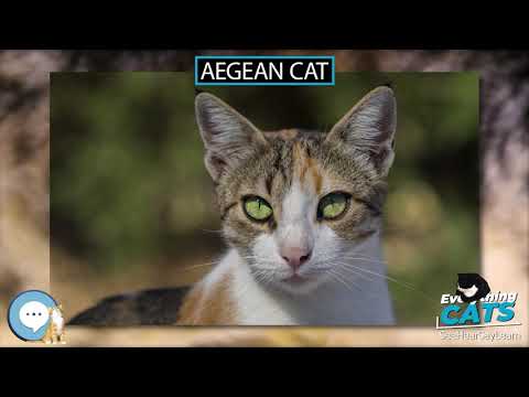 Aegean cat 🐱🦁🐯 EVERYTHING CATS 🐯🦁🐱