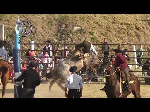 Oro Verde 2025 - Categ. Basto - 8º Festival de Jineteada - Agrup. Trad. Oro Verde - 17/8/25