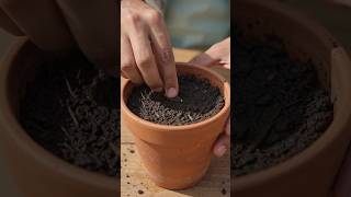 Download lagu Growing Dahlia From Seeds | From Tiny Seeds to New Plants! 🌸 mp3