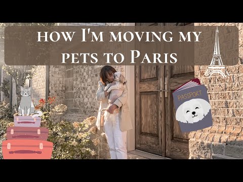 HOW TO GET YOUR PETS A PASSPORT! TRAVELING TO EUROPE WITH A DOG & CAT | Cost, Covid Rules, Documents