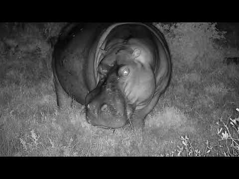 Djuma: Hippo leaving the dam to graze - 04:30 - 05/29/2022