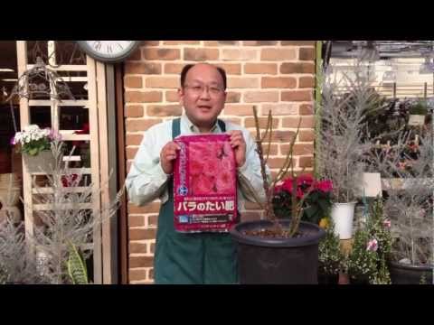 牡丹に最適な肥料は何ですか?この春、美しい花を咲かせるための実践ガイド!  庭園