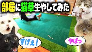 愛猫のために【大草原】の部屋を作ったら幸せすぎた…