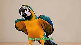 Parrot talking Unit 5 E4