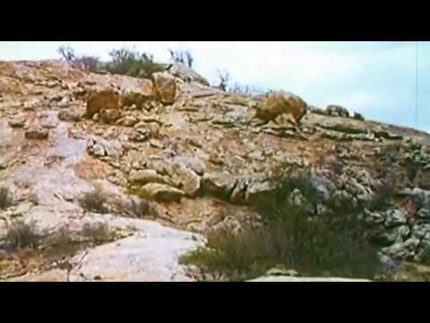 A Lion Called Christian Documentary P4