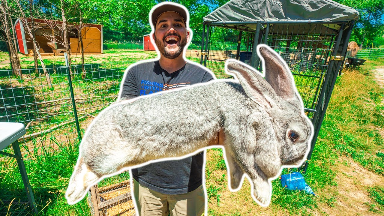 I Bought the WORLD'S LARGEST RABBIT for my BACKYARD FARM! (Exotic Animal Auction)