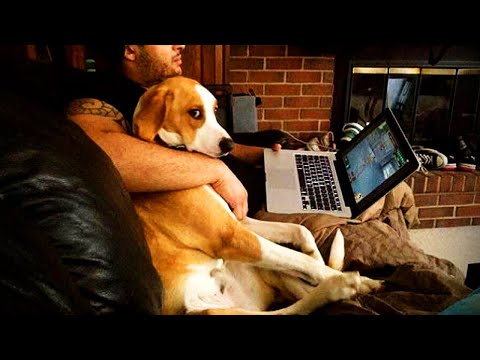 CUTE DOGS trying to get their owners' attention 😂 The Funniest Jealous DOG Videos