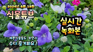 2024년 6월 19일  예쁜식물들 보면서 랜선으로 아이쇼핑하면서  수다즐겨봐요. #양재꽃시장 #식물튜브 #…