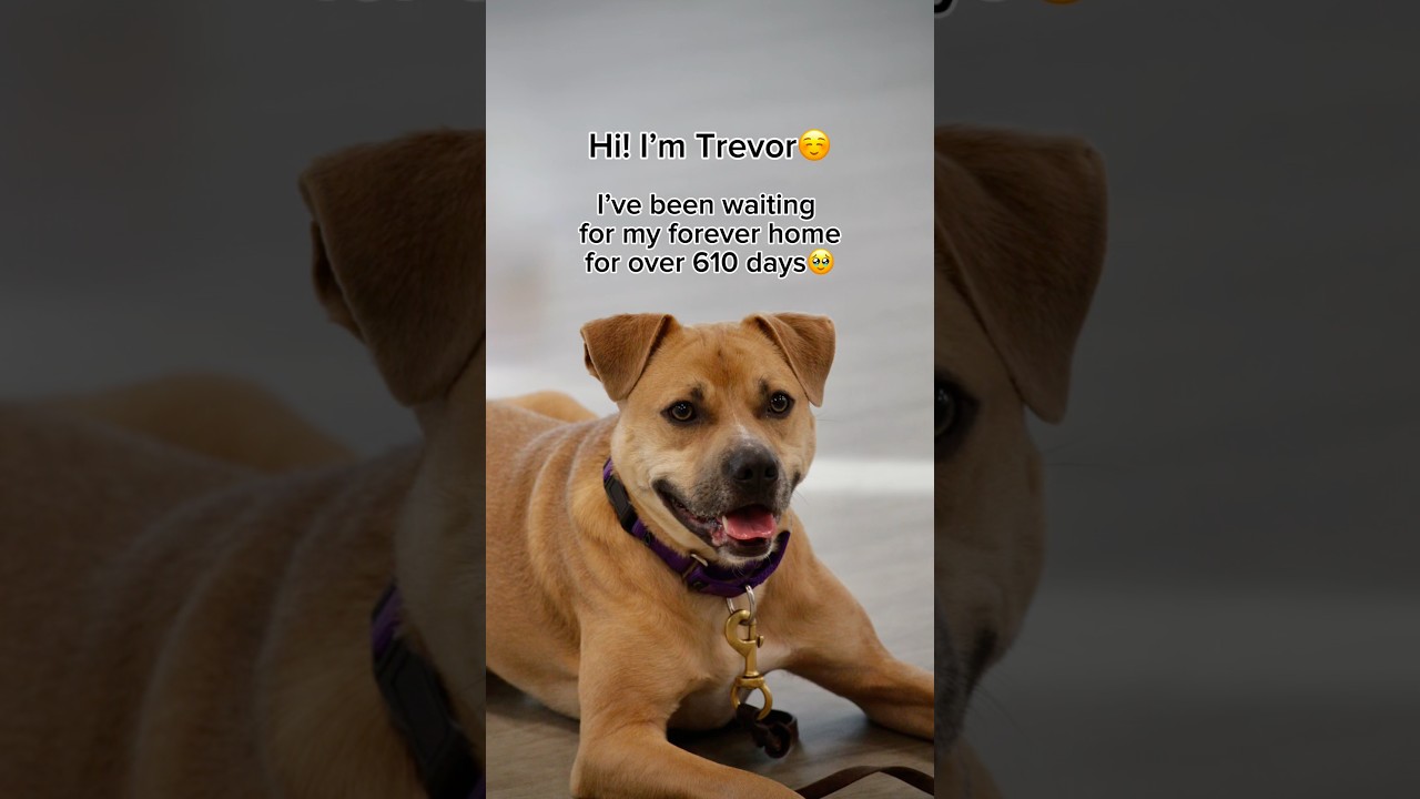 Enlarge Trevor**, a Adoptable mixed breed in Briarcliff Manor, NY video 5/5