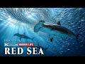 The Red Sea The Ancient Waters Full Of Hidden Life
