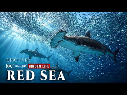 The Red Sea