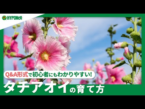 タチアオイの種子の植物は、イングリッシュ ガーデンのさまざまな色を美しくします