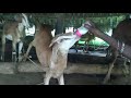 GOAT Milk Drink In Feeding