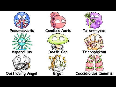 Every DEADLIEST Fungus Explained in 17 Minutes