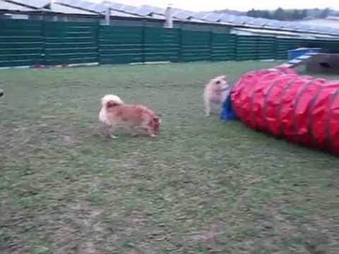 Hundezentrum elCanis, Neidenstein